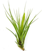 Air Plants - Flowering Tillandsia Melanocrater Tricolor, Large 5" - 3ct - Live Arrival Guaranteed - House Plants for Home Decor & Gift