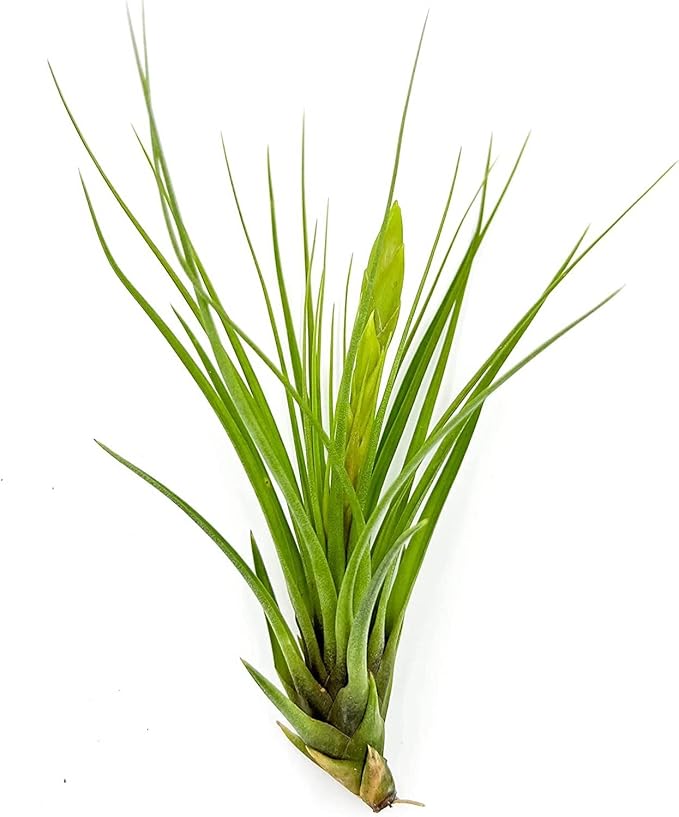 Air Plants - Flowering Tillandsia Melanocrater Tricolor, Large 5" - 2ct - Live Arrival Guaranteed - House Plants for Home Decor & Gift