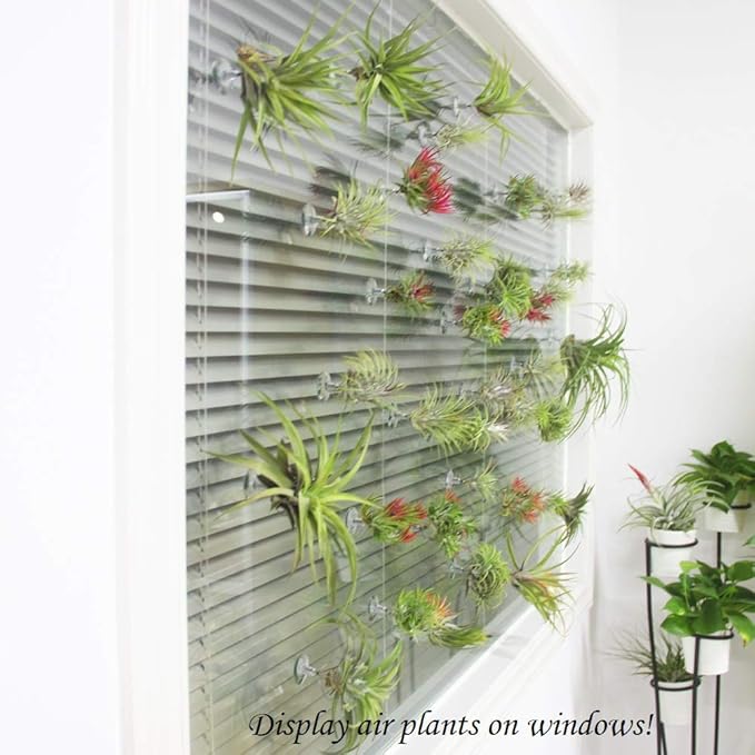 10 Pack Vertical Air Plant Holder (Suction Cup, Stainless Steel Tillandsia Air Plant Planter) A Unique Set of Air Plant Containers for Creating Tillandsia Art Display on Window. - Large