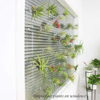 10 Pack Vertical Air Plant Holder (Suction Cup, Stainless Steel Tillandsia Air Plant Planter) A Unique Set of Air Plant Containers for Creating Tillandsia Art Display on Window. - Large