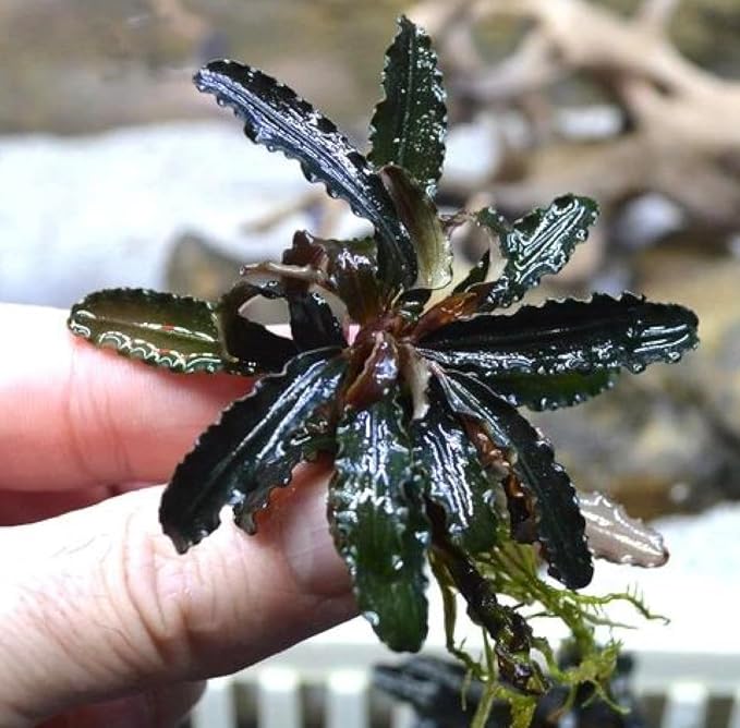 Bucephalandra ‘Godzilla’ Easy Live Aquarium Plants for Aquatic Freshwater Fish Tank