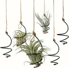 6 pcs set Hanging Air Plant Holder Air Plant Hanger with Jute Ropes, Soilless Air Plant Stand Tillandsia Succulent Display Container for Home Office Decor