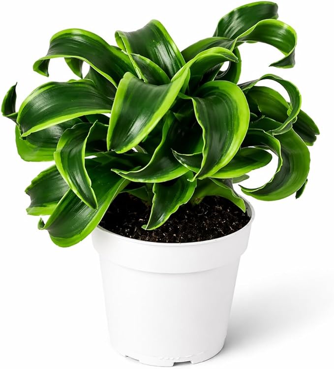 Dracaena Tornado Live Plant, Low Light Tolerant Dracaena Plant Live, Air Purifying Plants Live Houseplants, Beginner Friendly House Plants for All Indoors Spaces