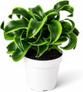 Dracaena Tornado Live Plant, Low Light Tolerant Dracaena Plant Live, Air Purifying Plants Live Houseplants, Beginner Friendly House Plants for All Indoors Spaces