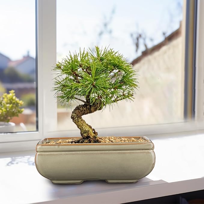 Ceramic Bonsai Pots with Drainage Hole, Set of 2 Rectangular Glazed Bonsai Planters for Indoor/Outdoor Use, Shallow Brown Bonzai Tree Pots for Succulent, Orchids, Cacti, Home, Patio, Garden, 8.7"x5.9"