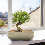 Ceramic Bonsai Pots with Drainage Hole, Set of 2 Rectangular Glazed Bonsai Planters for Indoor/Outdoor Use, Shallow Brown Bonzai Tree Pots for Succulent, Orchids, Cacti, Home, Patio, Garden, 8.7"x5.9"