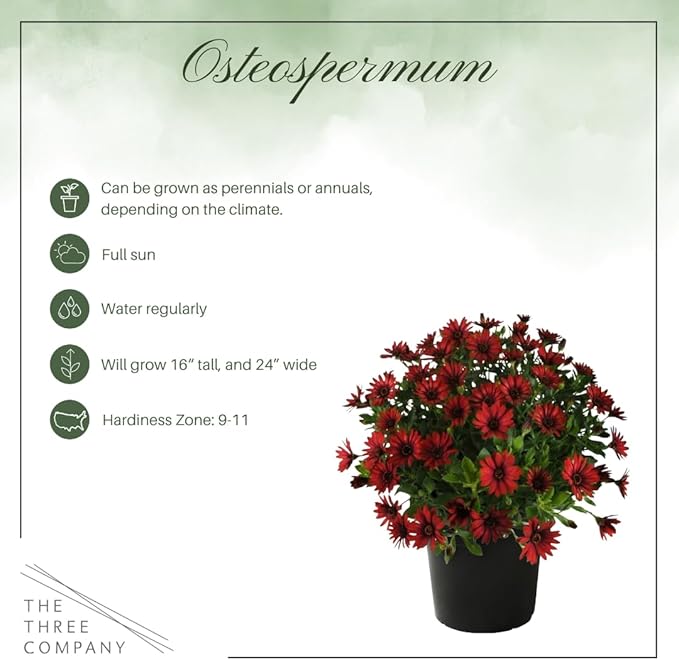 Live Flowering Osteospermum Plant - Red (2 Plants Per Pack), Beautiful African Daisies, Early Spring Color, 12" Tall by 5" Wide in 1 Qt Pot, The Three Company