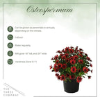 Live Flowering Osteospermum Plant - Red (2 Plants Per Pack), Beautiful African Daisies, Early Spring Color, 12" Tall by 5" Wide in 1 Qt Pot, The Three Company