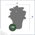Live Begonia - Dark Leaf Assorted (4 Per Pack), Beautiful Shade Annual, Ships 8" Tall by 4" Wide in 1 Pt Pot