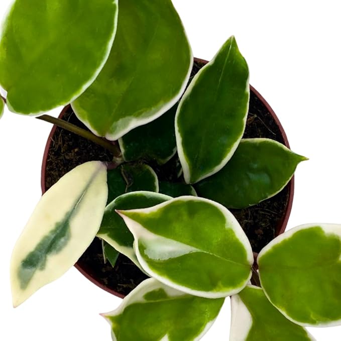 BubbleBlooms Variegated Hoya Carnosa Krimson Queen in a 4 inch Pot