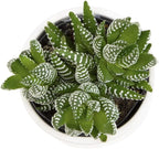 Haworthia Succulent Plant Live in White Planter, Live Succulents Plants Live Plants, Live Indoor Plants Live Houseplants, Low Light House Plants, Succulent Plants Cactus Plants Live by Plants for Pets