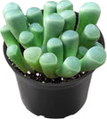 2" Live Succulent Plants 'Baby Toes', Mini Potted Succulents, Easy Care Indoor Houseplant, Unique Gifts, Home Office Décor