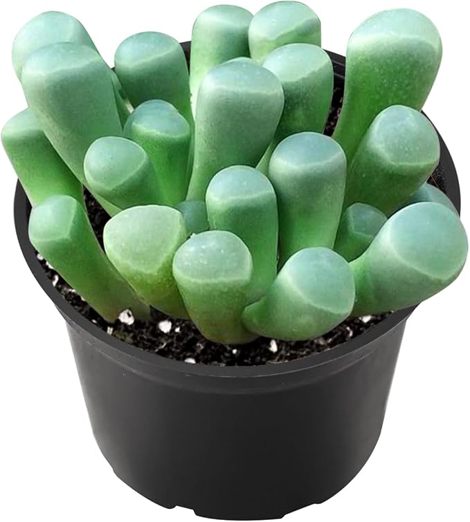 2" Live Succulent Plants 'Baby Toes', Mini Potted Succulents, Easy Care Indoor Houseplant, Unique Gifts, Home Office Décor