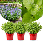 Sets 3 Catnip Mint Plants Live Fast Growing for Spring Planting, Fragrant Culinary Herb Mint for Indoor Outdoor Gardening, Cold Hardy