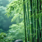 Bamboo Seeds for Planting, 500+ Dwarf Rare Bamboo Seeds Exotic and Fast Growing, Green Bamboos for Indoor or Outdoor