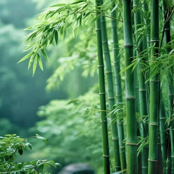 Bamboo Seeds for Planting, 500+ Dwarf Rare Bamboo Seeds Exotic and Fast Growing, Green Bamboos for Indoor or Outdoor