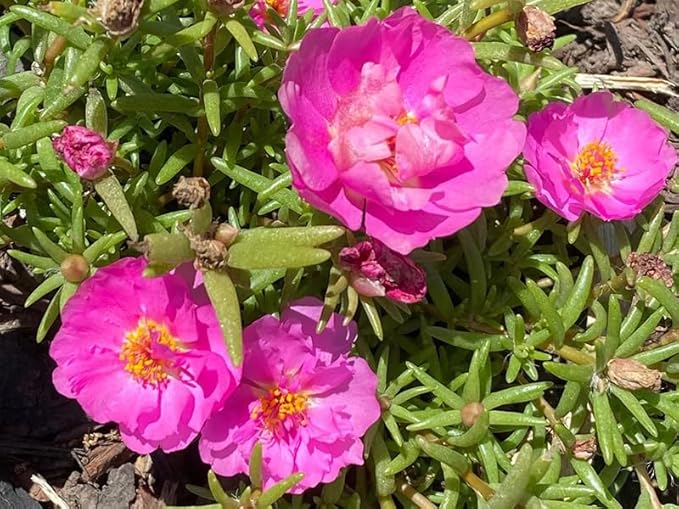 200+ Mix Moss Rose Seeds Portulaca Grandiflora Vietnam Rose Colorful Flowers Seeds Heirloom Succulent Ground Cover Flower