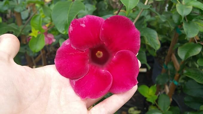 Allamanda Red Live Plants - Pack of 2 Live Plants - 4-6 Inches Tall - Vibrant Red Blooms, Great for Containers, Easy to Grow