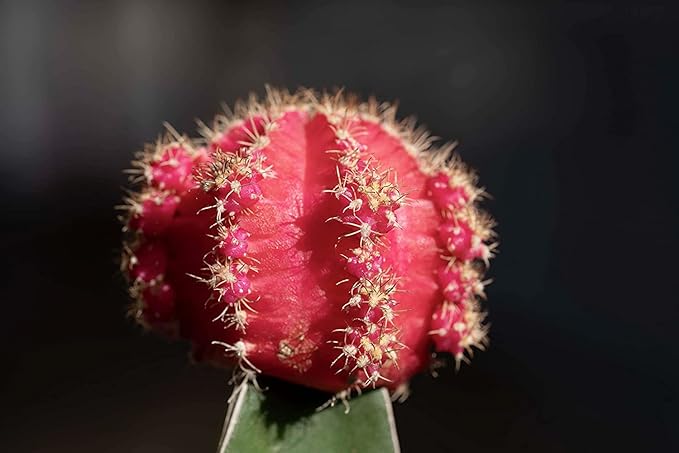 Grafted Cactus Succulent 3PK in 3" Terracotta Pots, Live Succulents & Mini Cacti Plant Gift, Real Houseplants for Home or Office, Easy Care Houseplant Trio by Plants for Pets