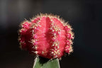 Grafted Cactus Succulent 3PK in 3" Terracotta Pots, Live Succulents & Mini Cacti Plant Gift, Real Houseplants for Home or Office, Easy Care Houseplant Trio by Plants for Pets