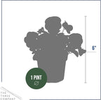 Live Healthy Flowering Pansies - Yellow Blotch (4 Plants Per Pack), Beautiful Winter Color, 6" Tall by 4" Wide in 1 Pint Square Pot