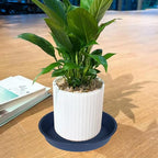 2 Pack of 10 inch Plant Saucer Gray, Heavy Duty Plastic Plant Saucer 10 inch Round, Durable Plant Tray for Pots, Plant Saucers for Indoors, Plant Trays for Planter 9"/10" (10", Blue)