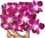 Miami Fresh Orchid Flower OrchidClub USA Sunne Tropical Loose Bloom DIY Lei Food Drink Decoration (50 PURPLE)