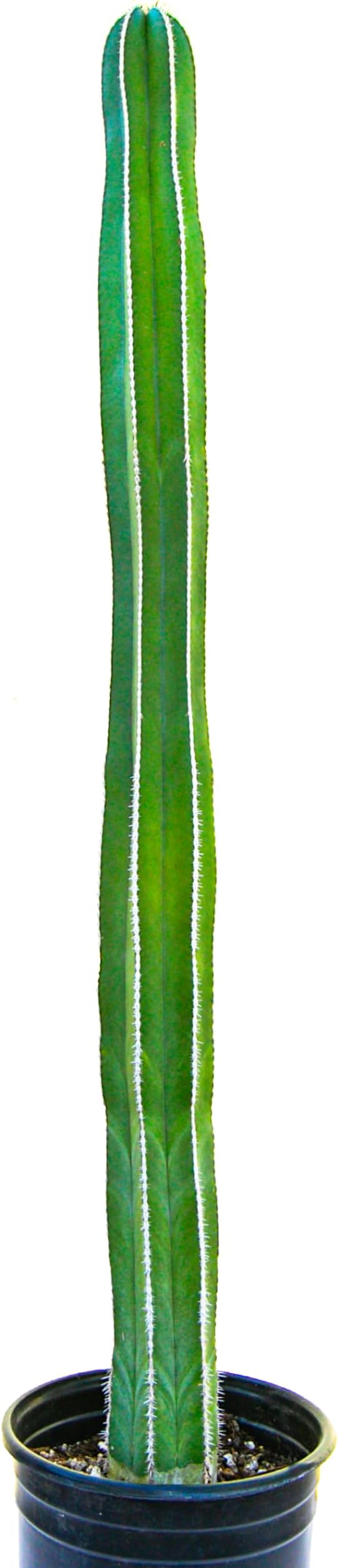 Cactus Outlet - Mexican Fence Post Cacti - Cactus Plants Live, 36”+ Live Plants Indoor & Outdoor Use, Rare Large Live Cactus - Landscape Ready Large Cactus Plant Live Delivered Right to Your Door
