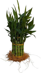 Live Lucky Bamboo Plant, 15 Stalks, Two Tier, Air Purifying, Indoor