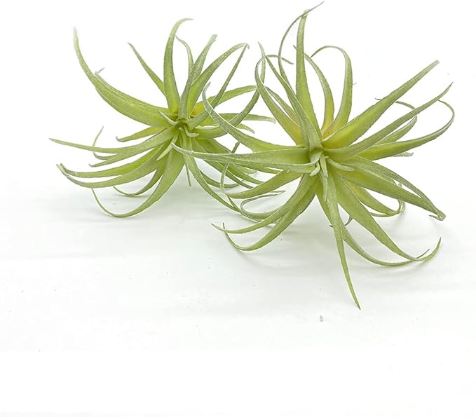 4 Pack Artificial Succulent Plants Flocked Air Plants Grass Faux Flocking Tillandsia Air Plants Bromeliads for Home Garden Decor Terrarium Project Fake Artificial Plants Arrangement