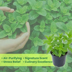 Spearmint Plants Live, Mint Plants for Inside and Home Décor, 3-Inch Potted Fresh Herb for Kitchen Gardens and Indoor Outdoor Growing