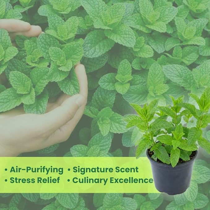 Spearmint Plants Live, Mint Plants for Inside and Home Décor, 3-Inch Potted Fresh Herb for Kitchen Gardens and Indoor Outdoor Growing