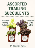 Live Trailing Mystery Succulent | Well Rooted Real Hanging Succulents Planted in 2 inch Pots | Assorted Small Starter Plants for DIY, Home Outdoor/Indoor Wedding or Birthday Gift (4 Pack)