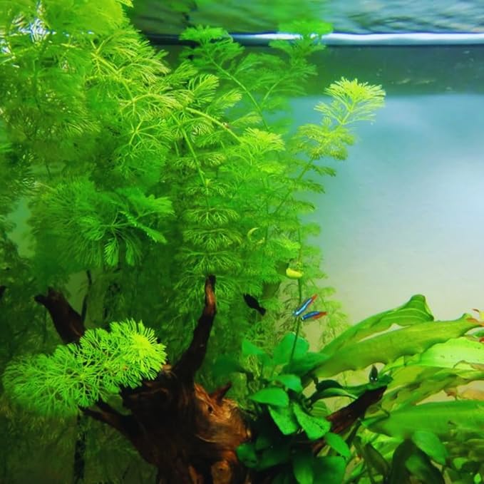 14 Green Cabomba Plants Live, Aquarium Plants Live, 4 to 6 Inc Tall Aquarium Pond Plant, Live Cambomba Plant Growing