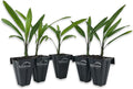 Lady Palm - 5 Live Starter Plants in 2 Inch Pots - Rhapis Excelsa - Beautiful Clean Air Indoor Outdoor Houseplant