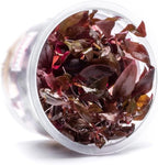 SubstrateSource Live Plant - Alternanthera Reineckii Rosaefolia Live Aquarium Plant Tissue Culture Aquatic Stem - 100% Snail Free in Vitro Cup (AR Rosaefolia)