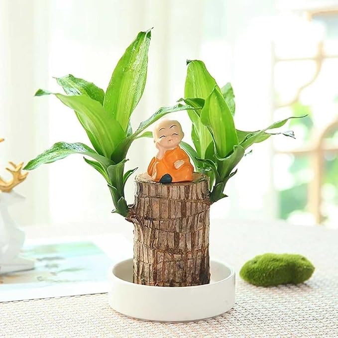 Brazilian Lucky Wood, Brazil's Lucky Tree Doesn't Need to Wait to Sprout, Hydroponic Stump for Purifying Indoor Air, Office Desk Decorations Plant Pot (C)