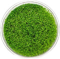 Ultum Nature Systems Hedyotis Salzmannii Tissue Culture Live Plant for Aquarium, Freshwater Fish Tank, Aquascaping - 100% Snail Free in Vitro
