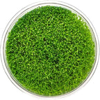 Ultum Nature Systems Hedyotis Salzmannii Tissue Culture Live Plant for Aquarium, Freshwater Fish Tank, Aquascaping - 100% Snail Free in Vitro