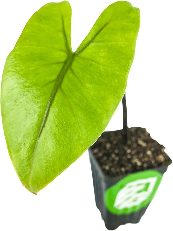 Black Stem Elephant Ear Live Plant - Alocasia macrorrhiza by Wellspring Gardens - Tropical Foliage, Indoor/Outdoor, Air Purifying, Low Maintenance, Lush Green Leaves, Easy to Grow Starter Plant