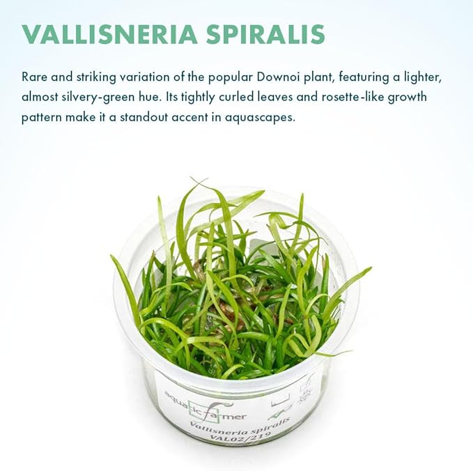 SubstrateSource Live Plant - Vallisneria Spiralis (Vallisneria spiralis) - Background Rosette, Snail-Free in Vitro Aquarium Plant - Tissue Culture