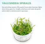 SubstrateSource Live Plant - Vallisneria Spiralis (Vallisneria spiralis) - Background Rosette, Snail-Free in Vitro Aquarium Plant - Tissue Culture