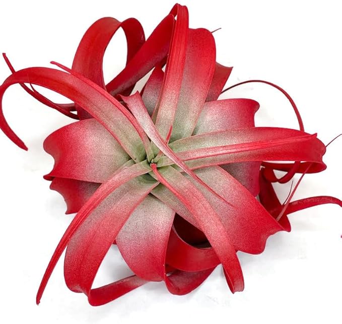 XL Xerographica Colored Air Plant, Live Tillandsia House Plant, Easy Care Indoor Outdoor, Great Gift, Healthy Arrival Guaranteed (Red)