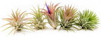 12 Pack Air Plants Ionantha Mexican-Colors and Shape Varies Due to Seasonality-Live Tillandsia Succulent for House Air Plants Holder-Available in Wholesale and Bulk-Easy Care Indoor and Outdoor Plants