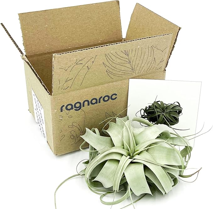 ragnaroc Live Air Plant - Tillandsia Xerographica, Jumbo 6-9” – 1 ct - Ideal for Gifts & Presents, Live Indoor Plants & Live House-Plants – Live Plants for Home décor