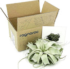 ragnaroc Live Air Plant - Tillandsia Xerographica, Jumbo 6-9” – 1 ct - Ideal for Gifts & Presents, Live Indoor Plants & Live House-Plants – Live Plants for Home décor