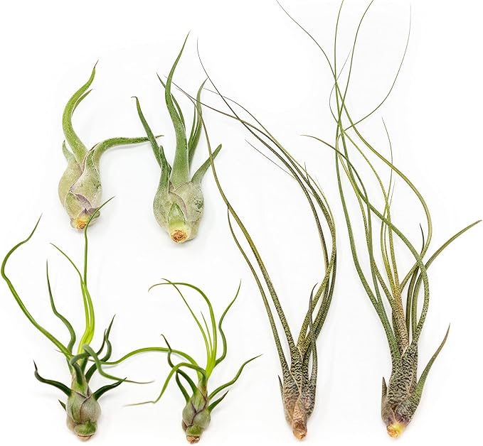 6 Pack of Wild Ones Air Plants -Tillandsia Caput Medusae, Butzii & Bulbosa Guatemala -Air Plants Live Succulent House Plants for Holders -Available in Wholesale/Bulk- Easy Care Indoor/Outdoor Plants