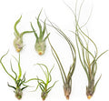 6 Pack of Wild Ones Air Plants -Tillandsia Caput Medusae, Butzii & Bulbosa Guatemala -Air Plants Live Succulent House Plants for Holders -Available in Wholesale/Bulk- Easy Care Indoor/Outdoor Plants