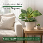 Philodendron Birkin Plant (4 Pack) Live Starter Plug Plants, Variegated Indoor Houseplants, Tropical Philodendron Plants Live, Easy Care Houseplants, White Striped Foliage Plants for Indoor Growing