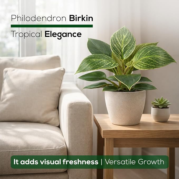 Philodendron Birkin Plant (4 Pack) Live Starter Plug Plants, Variegated Indoor Houseplants, Tropical Philodendron Plants Live, Easy Care Houseplants, White Striped Foliage Plants for Indoor Growing